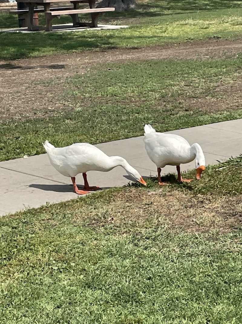 Two ducks are looking for food on the playground.