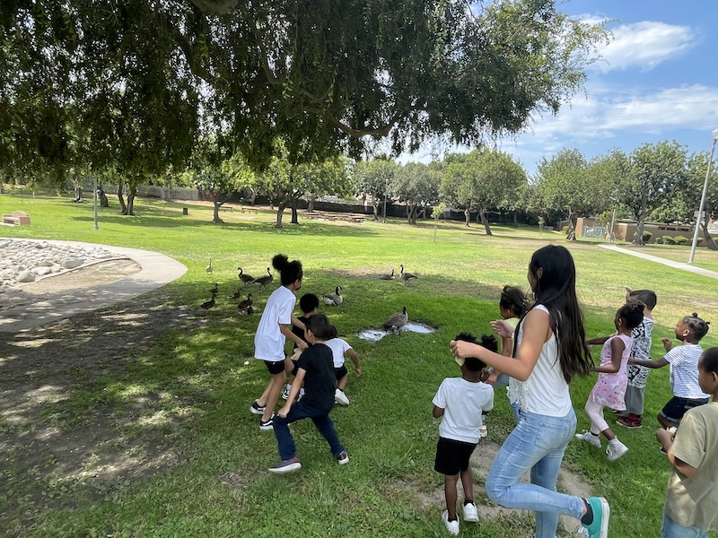 Children are walking toward the geese in the park with food to feed them.